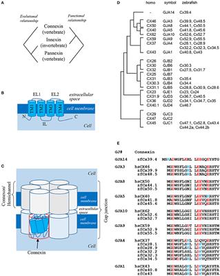 Gap Junction in the Teleost Fish Lineage: Duplicated Connexins May Contribute to Skin Pattern Formation and Body Shape Determination